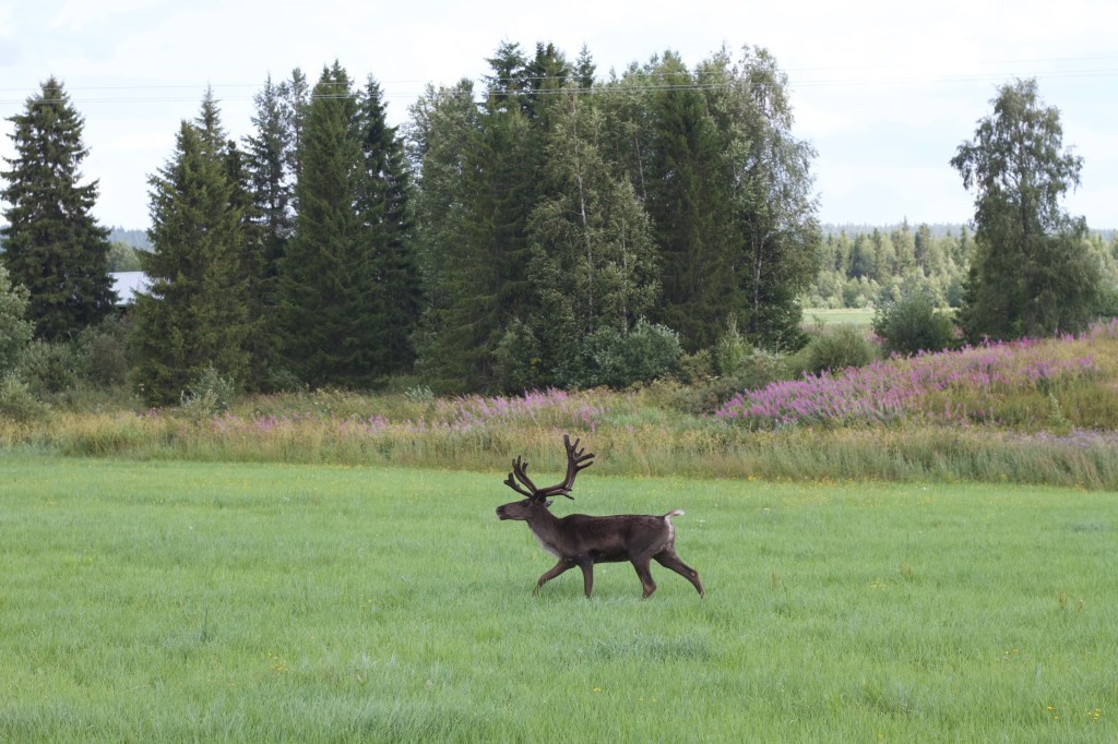 Aller voir le père Noël – partie&nbsp;2